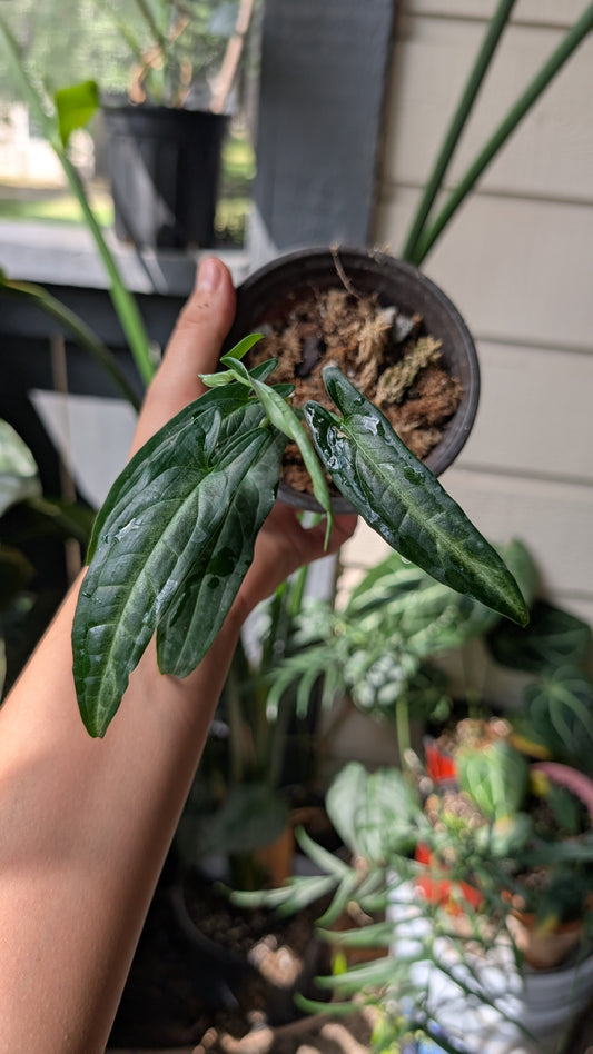 Syngonium SP Peru