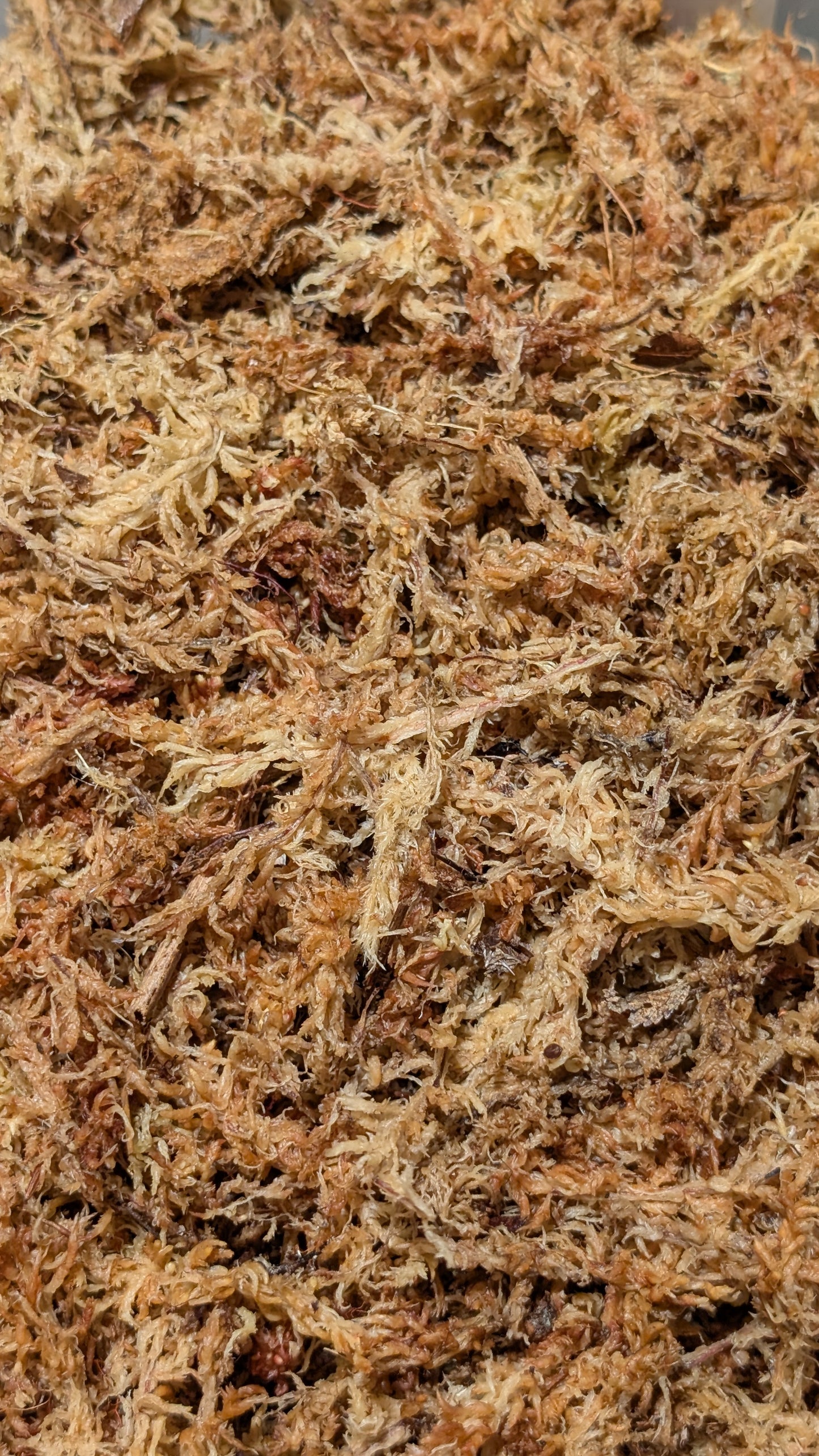 New Zealand Sphagnum Moss 100g