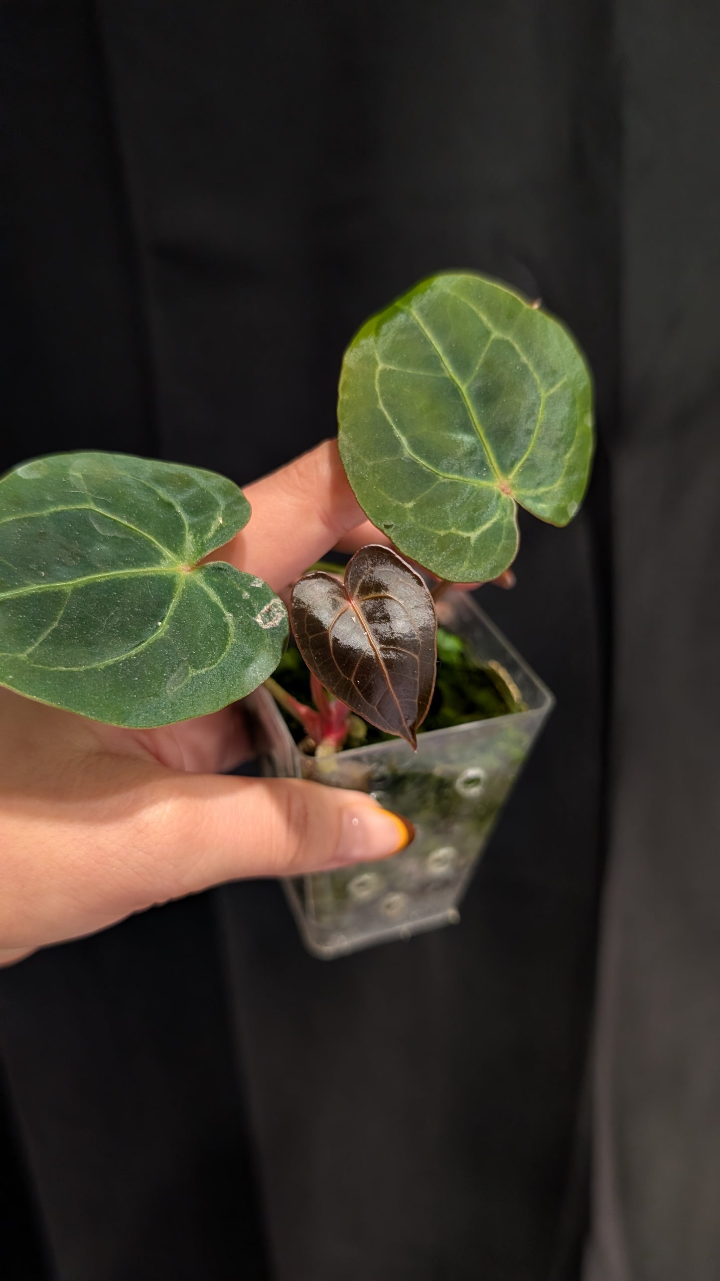 Anthurium Papi x Red Spider Hybrid