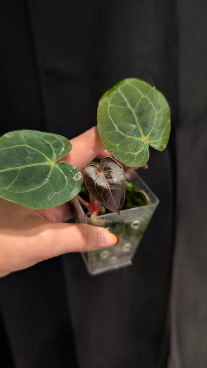 Anthurium Papi x Red Spider Hybrid
