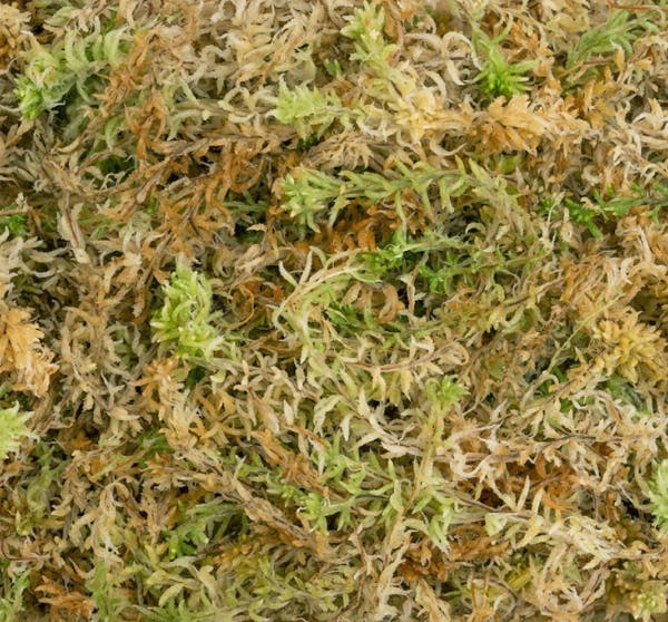 New Zealand Sphagnum Moss 100g