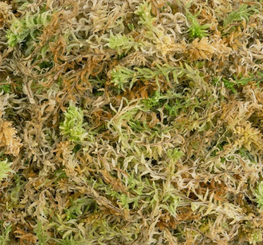 New Zealand Sphagnum Moss 100g