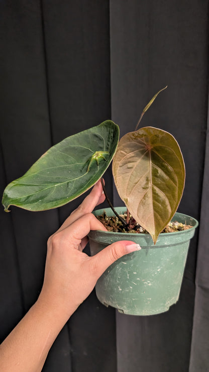 Forgetii x hoffmanii