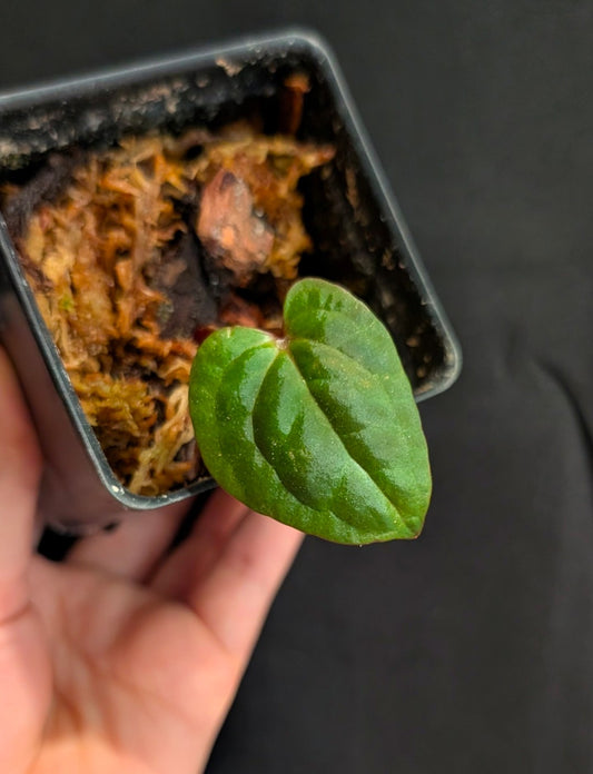 Long x Long "bullet" F2 Papillilaminum