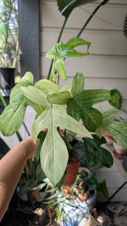 Philodendron Florida Ghost