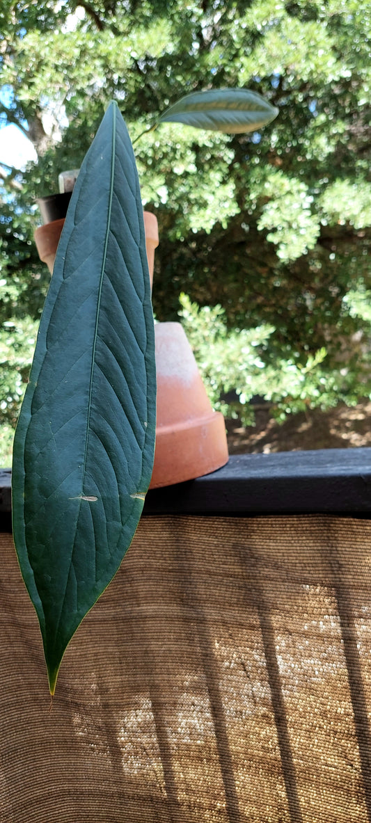 Anthurium CF Ceronii