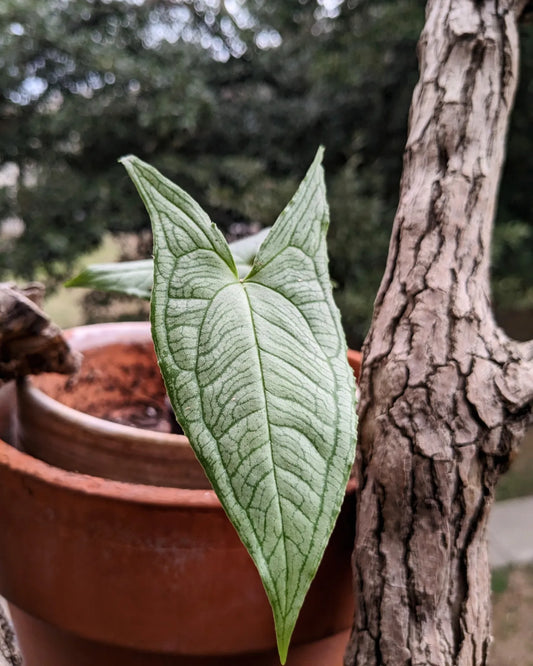 Hapaline Appendiculata Silver