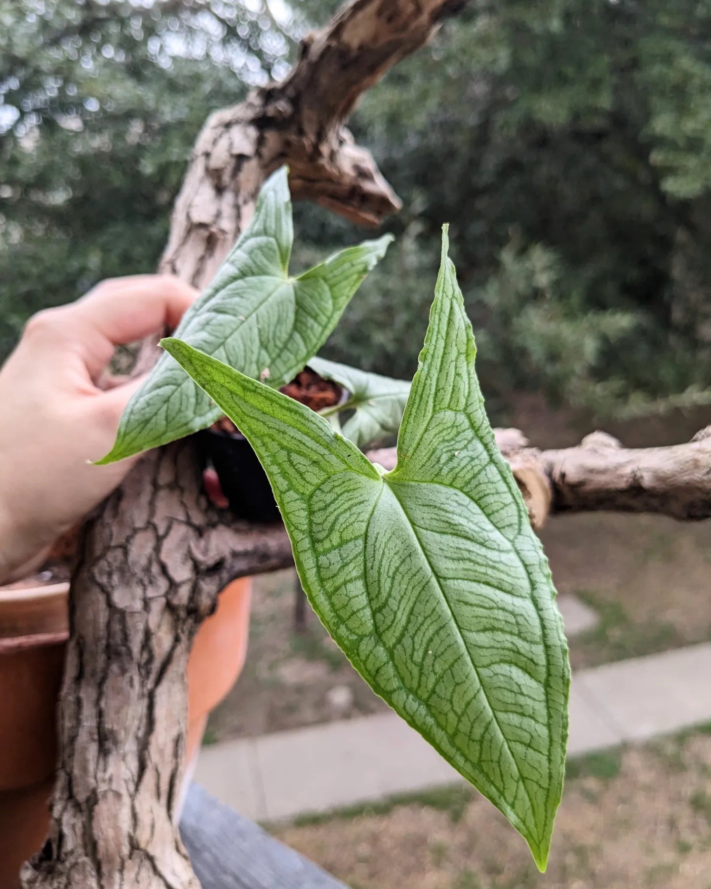 Hapaline Appendiculata Silver