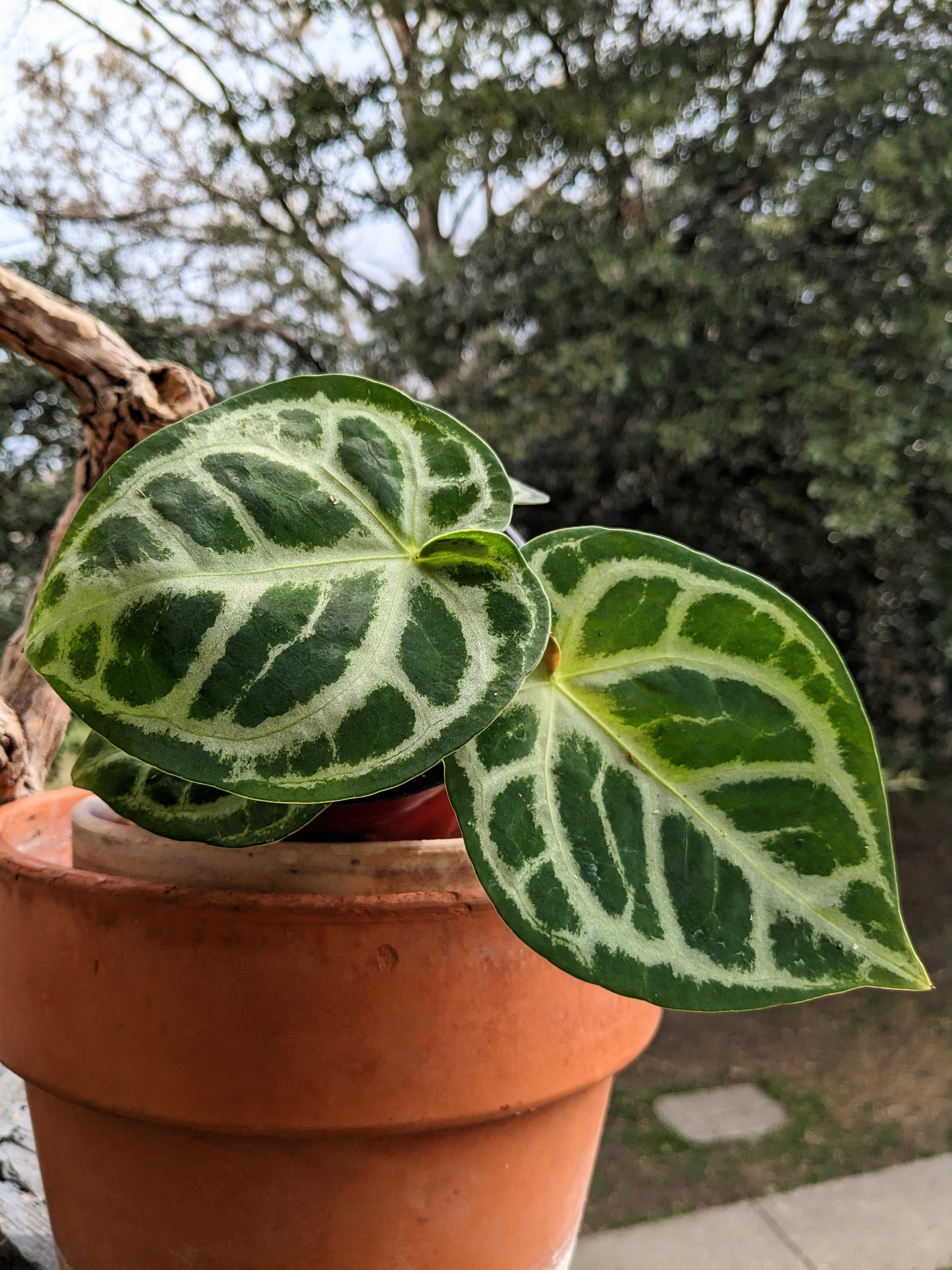 Anthurium Silver Blush