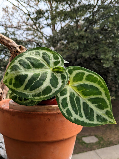 Anthurium Silver Blush