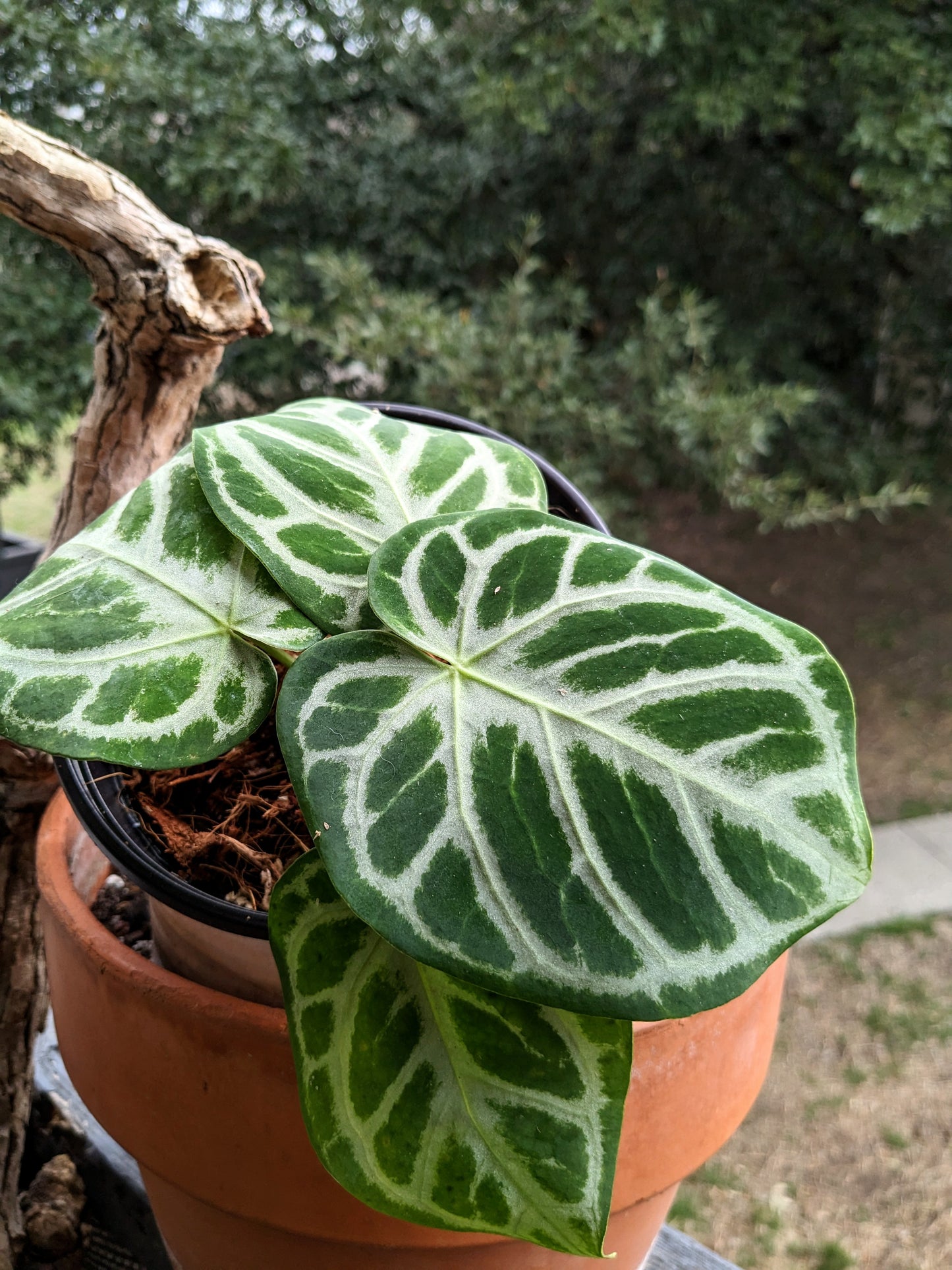 Anthurium Silver Blush