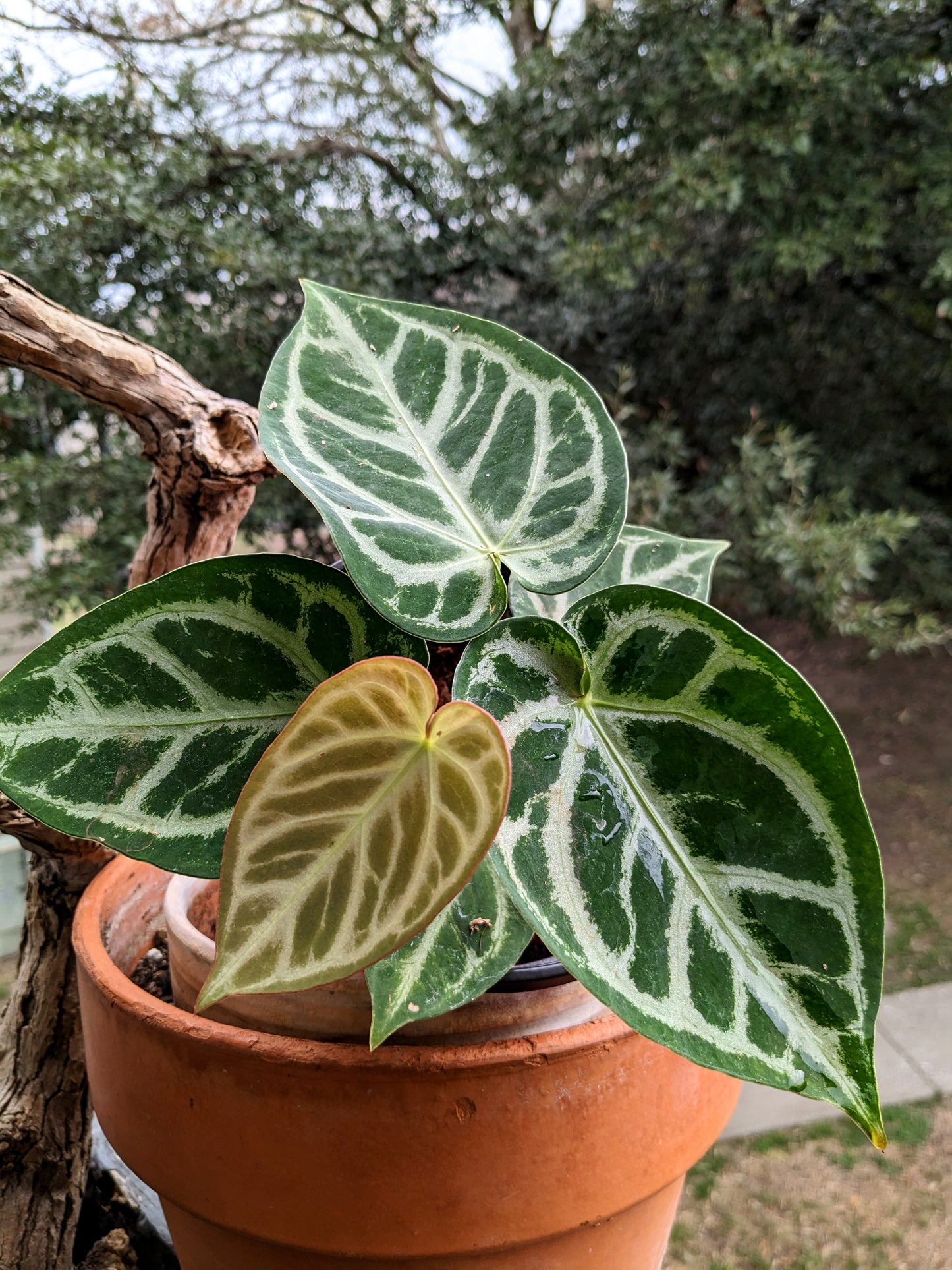 Anthurium Silver Blush