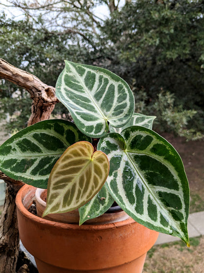 Anthurium Silver Blush