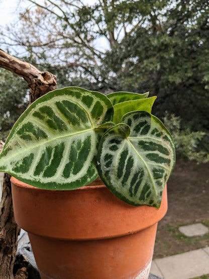 Anthurium Silver Blush