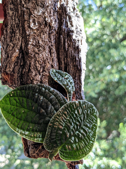 Rhaphidophora Tenuis Black