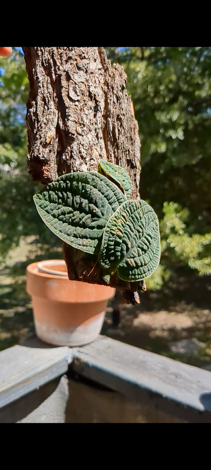 Rhaphidophora Tenuis Black